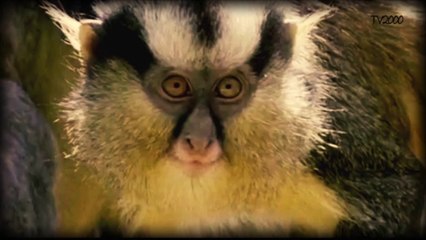 Les petits singes de la Guadeloupe _ les reportages de José ROSY