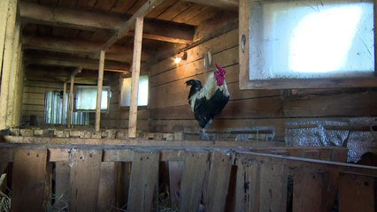 Russian farmers struggling one year after sanctions