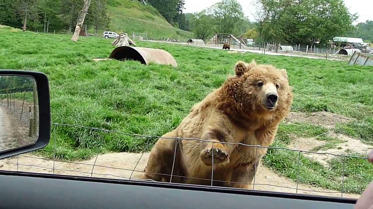 Feeding the Bear- Bear Waves