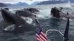Des dizaines de baleines font surface sous les yeux de ces touristes - Dingue