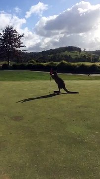 Un kangourou s'invite sur le green