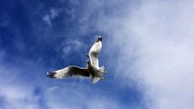 Seagulls catch bread in mid-air in slow motion