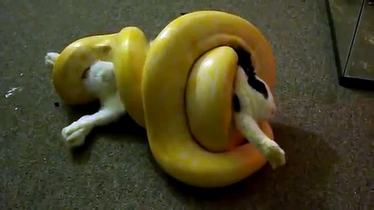 Dangerous Snake VS Innocent Rabbit