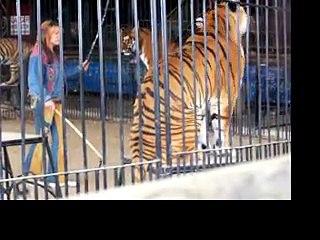 Les tigres de Nathalie Haley à Vernoy (89) en 2009 (1)