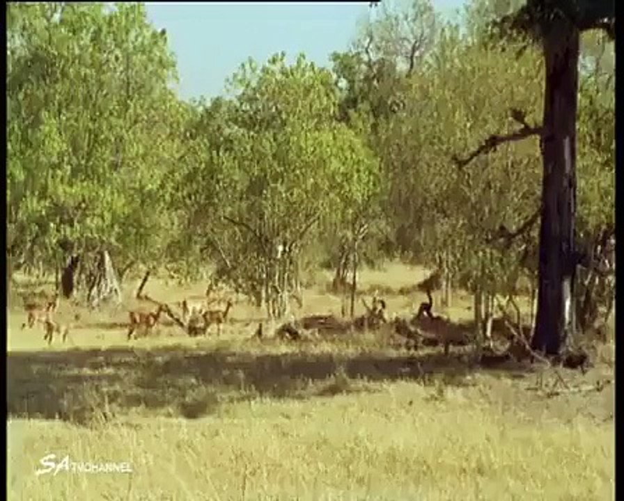 النمر