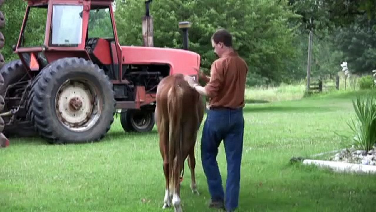 Unbelievable horse training techniques!  Man teaches horse fireworks, bow arrow
