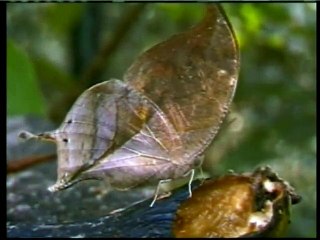 For men of understanding nature - spider (Amazing)