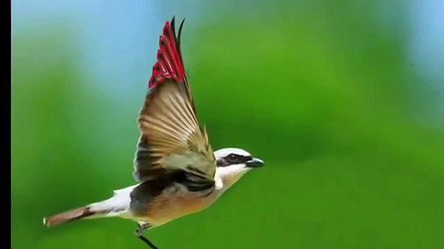 عجائب وغرائب العالم ومشاهد عجيبة 2014