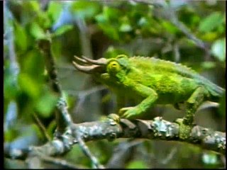 For men of understanding nature - Tiger (Amazing)