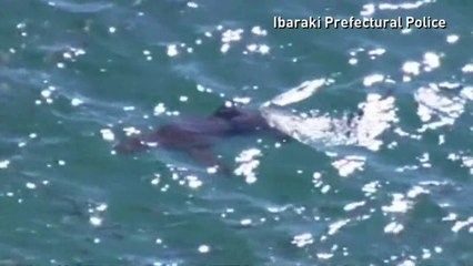 Shark sighting in Ibaraki prompts swimming ban at beaches