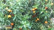 Retired scientist ignites 'Orange Revolution' to fight citrus greening