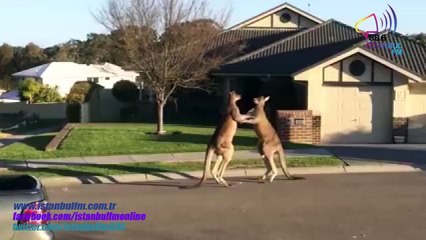 Бой генгуру