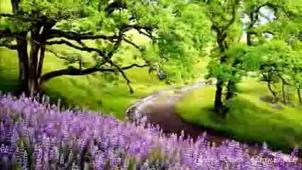 Musique relaxation - Champs de lavande I FEEL GOOD & YOU