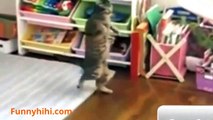 Funny Cat Videos   Funny Smartest Cats   Funny Cat Sleep   Funny Cat 2015