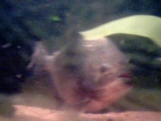 Piranha enorme 2007-04-12