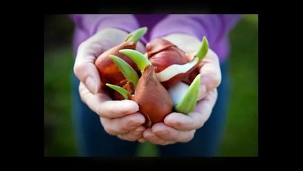 Top Six Easy Steps For Plant Tulip Bulbs