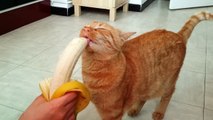 Muz yemeye bayılan sevimli kedi