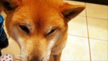 鳴きながら擦り寄って甘える柴犬 Shiba Inu Cookie