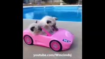 funny cat voice over vines funny cat videos 2015 funny cat videos 2015 try not to laugh