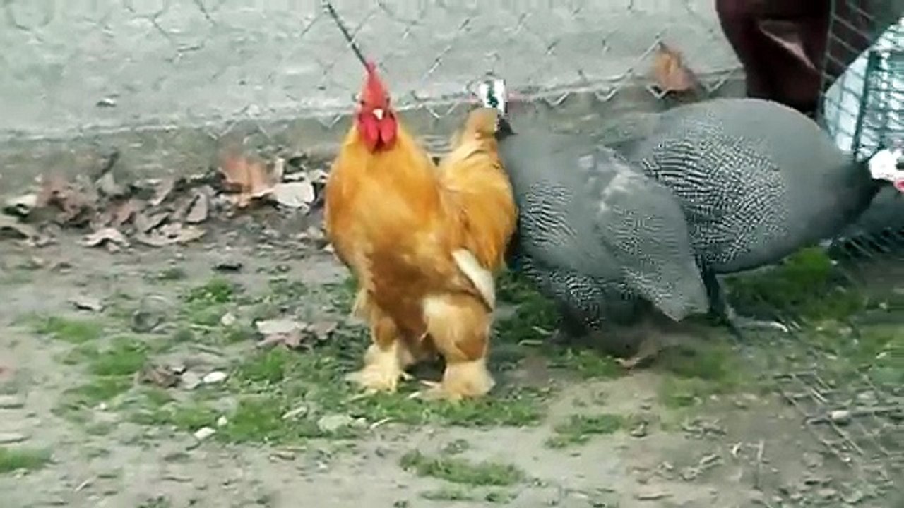 Rooster vs. Dog