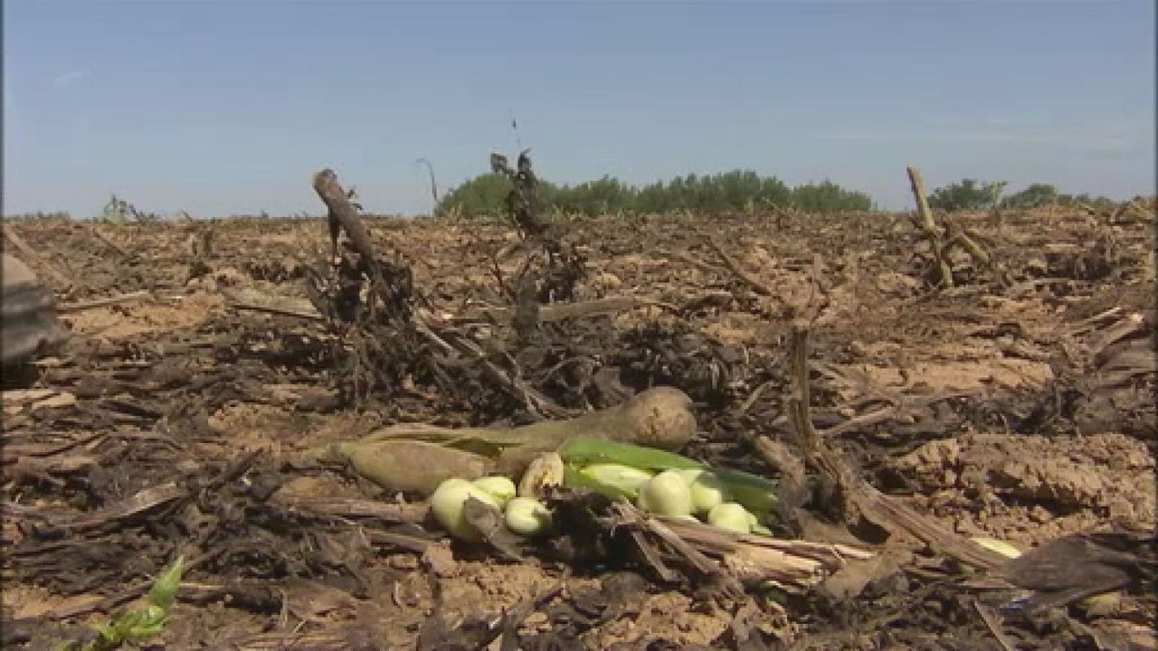 Les agriculteurs débutent les moissons, les légumiers s'activent