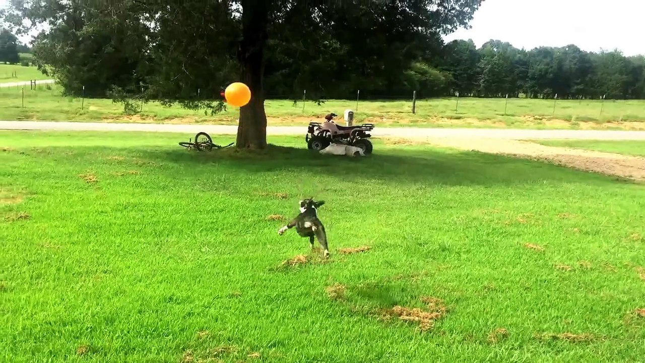 Ce chien ne peut pas s'arreter de jouer avec son  ballon