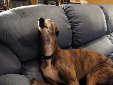 Greyhound dog sings HALO video game Theme by rooing