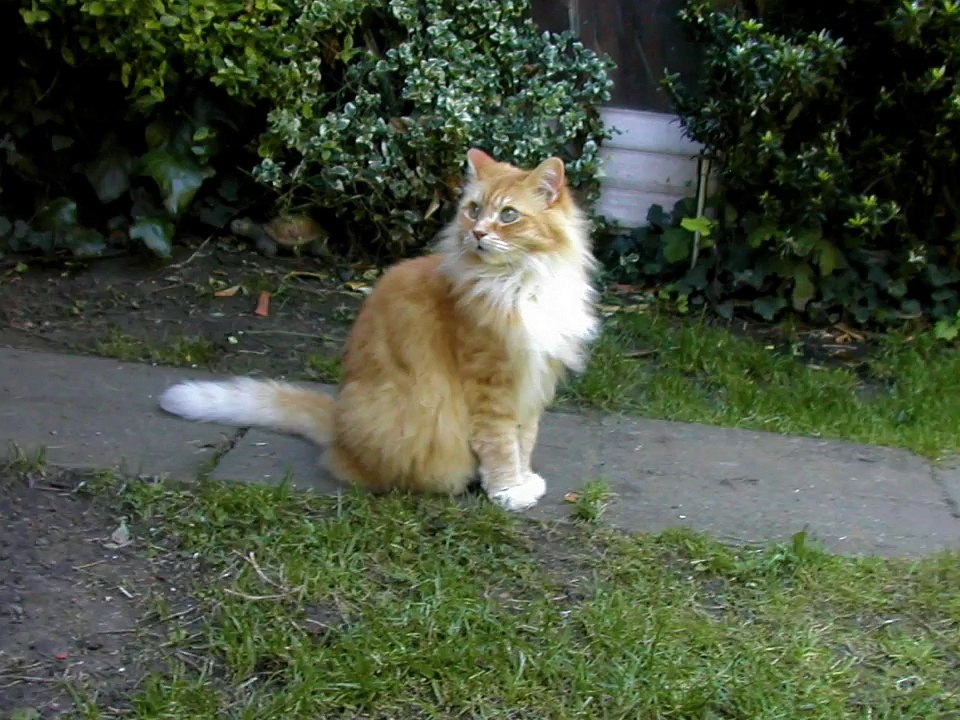 Our beautiful Oscar cat has died