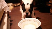 French Bulldogs Barking at Water Bowl and at Laptop