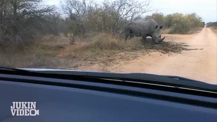 Rhino CHARGES and Attacks Car Kruger National Park