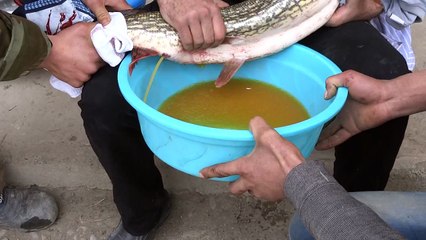 Получение Икры Щуки в домашних условиях (Азербайджан)