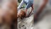Dog rescued after being found buried alive
