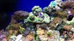 75 gallon reef tank