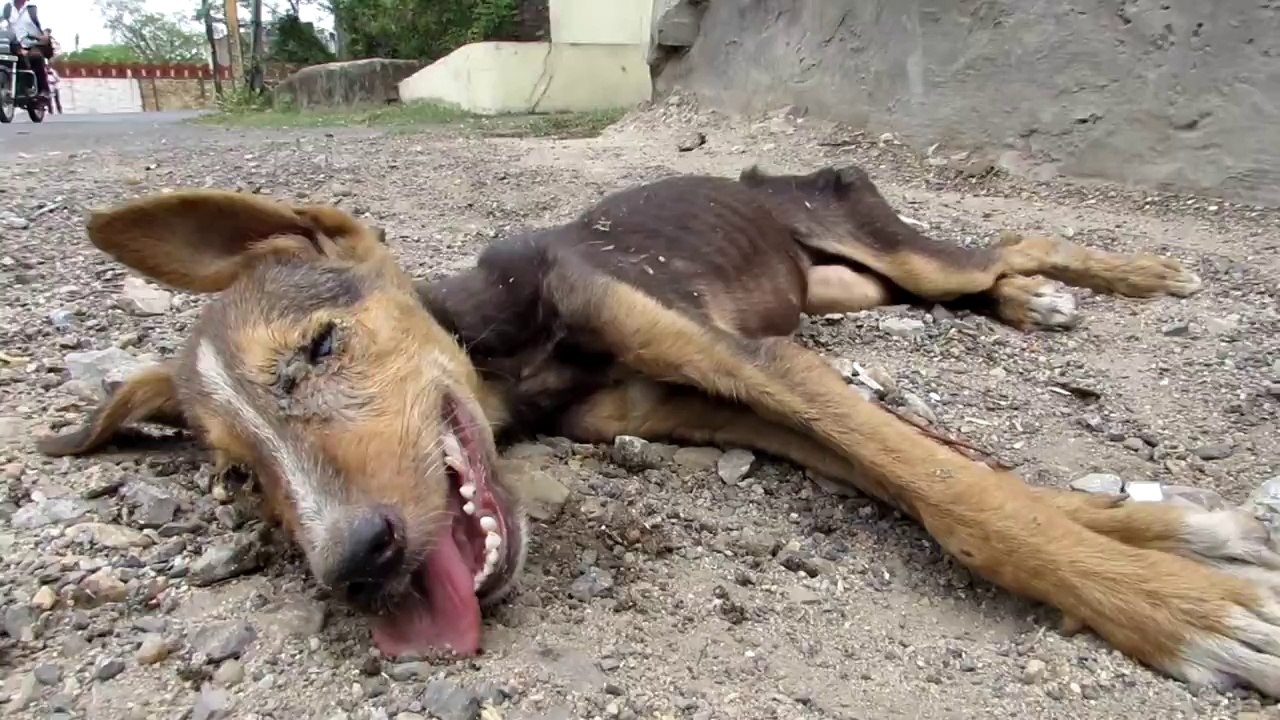 Cette petite chienne toute maigre et malade a été sauvée de peu !
