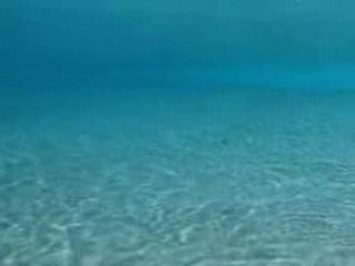 Dolphin sit back take a rest and enjoy f