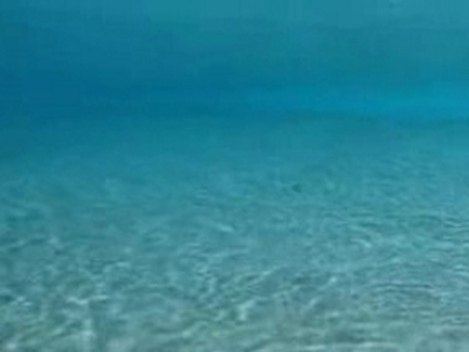 Dolphin sit back take a rest and enjoy f