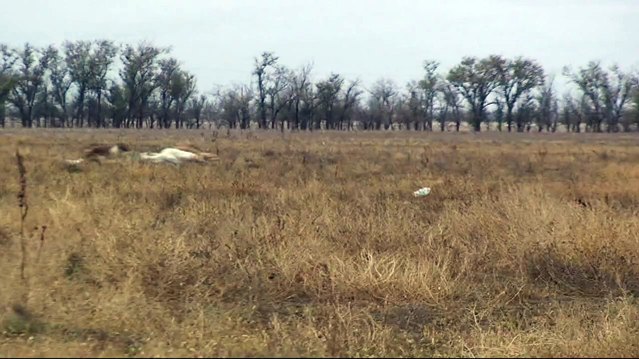 russian borzoi hunting