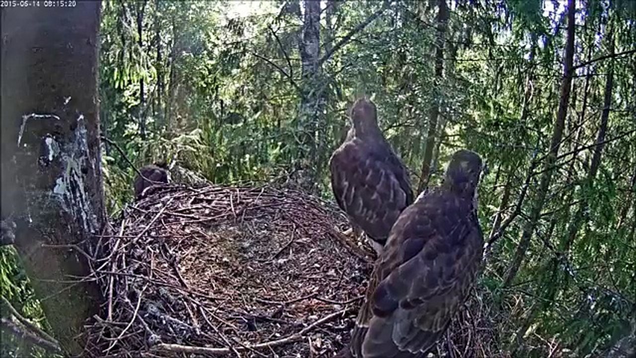 Estonia Buzzard 2015 06 14  a few moments from this morning