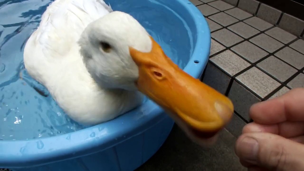 トマトが欲しいあひた