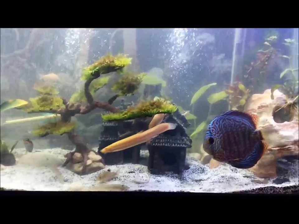 Discus, Fire Eel, Dolphin Mormyrid, Elephant Nose, Ect...