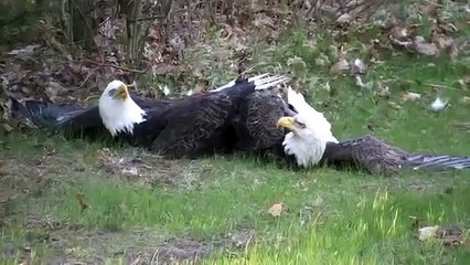 Bald Eagles Fighting.