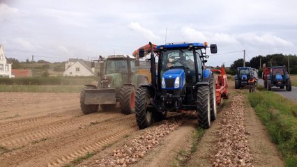 Ramassage de l'Oignon de Roscoff AOP de "La légumière"