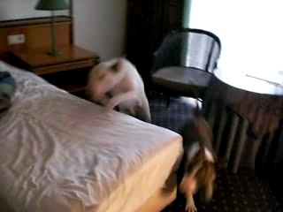 cets 2007 bull terrier hotel seiya lili