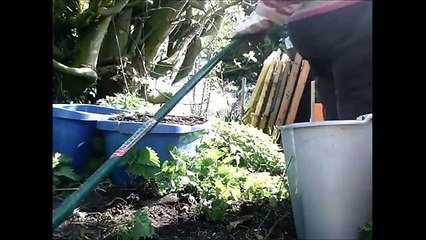collecting nettles to make tea for the garden