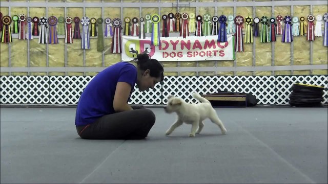 Crunch agility/flyball foundation Video 1