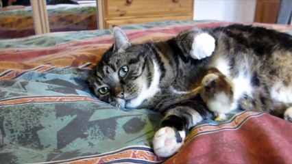 Un chat + un caneton = un duo adorable et irrésistible.