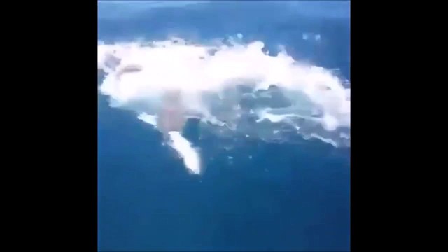 Shark attack on big fish caught by fishermens - So amazing