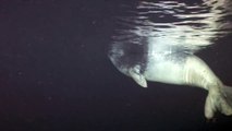 Endangered Monk-Seal, Atlantik-Mönchsrobbe,  In der Höhle der Mönchsrobbe
