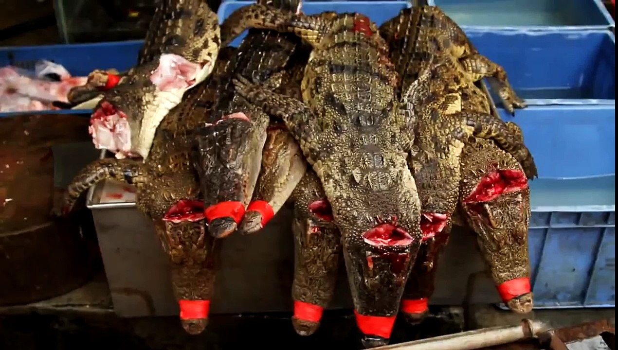 Alligator Meat Market in thailand.mp4