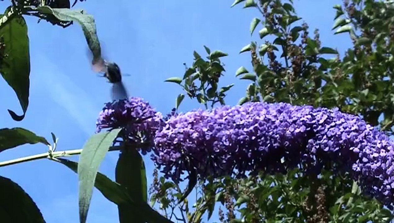 2015-08-06   Papillons